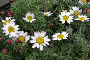 anacyclus